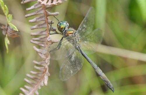 Hemicordulia sp.